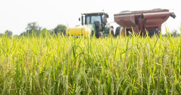 Louisiana rice farmers fear economic fallout as Trump and Musk cut USAID programs, disrupting rice exports vital to global food aid and local agriculture.